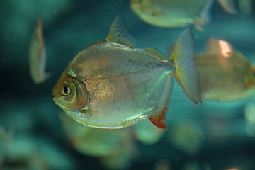 aquarium de donosti san sebastian interior pirañas con peces tiburones mantas rayas país vasco 4M0A4921-as25 © txakel