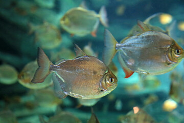 aquarium de donosti san sebastian interior pirañas con peces tiburones mantas rayas país vasco 4M0A4910-as25 © txakel