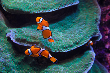 aquarium de donosti san sebastian interior pez payaso  con peces tiburones mantas rayas país vasco 4M0A4987-as25 © txakel