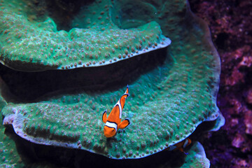 aquarium de donosti san sebastian interior pez payaso  con peces tiburones mantas rayas país vasco 4M0A4983-as25 © txakel