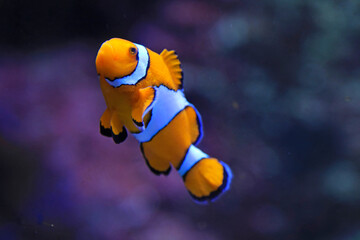 aquarium de donosti san sebastian interior pez payaso  con peces tiburones mantas rayas país vasco 4M0A4996-as25 © txakel