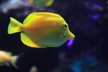 pez cirujano amarillo  zooplus magazine aquarium de donosti san sebastian interior con peces tiburones mantas rayas pa&iacute;s vasco 4M0A5004-as25