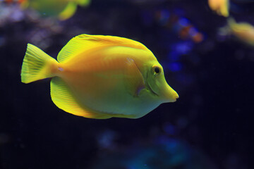 Fototapeta premium pez cirujano amarillo zooplus magazine aquarium de donosti san sebastian interior con peces tiburones mantas rayas país vasco 4M0A5005-as25