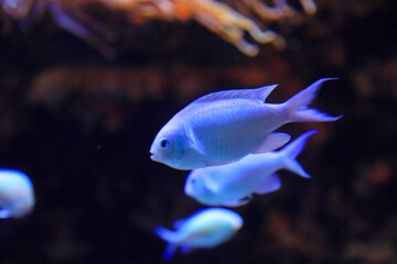 carassius auratus pez cometa blanco aquarium de donosti san sebastian interior con peces tiburones mantas rayas país vasco 4M0A5007-as25 © txakel