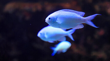 carassius auratus pez cometa blanco aquarium de donosti san sebastian interior con peces tiburones mantas rayas país vasco 4M0A5009-as25 © txakel