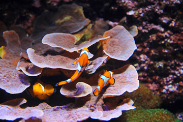aquarium de donosti san sebastian interior pez payaso  con peces tiburones mantas rayas país vasco 4M0A5013-as25 © txakel