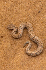 Peringuey's Adder (Bitis peringueyi) in the Namib dunes