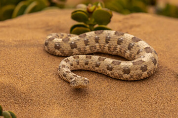 Horned adder (bitis caudalis) in the Namib-Naukluft National Park.
