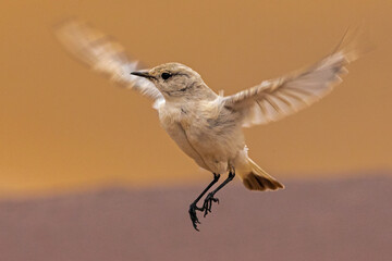 Tractrac Chat (Cercomela Tractrac) Namib-Naukluft National Park.