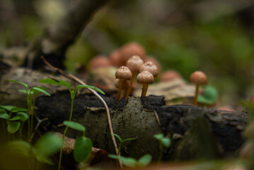 Small mushrooms growing on a fallen tree in the forest. A few mushrooms in focus, a few more out of focus.