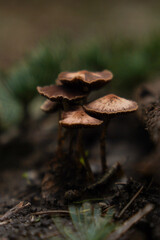 Small beautiful brown mushrooms growing on a coniferous tree in the forest. Photographed close up in focus.