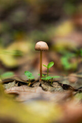 A small mushroom growing in the forest, piercing a tree leaf. Photographed close up in focus.
