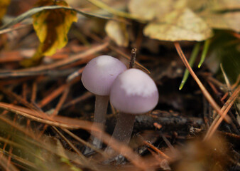 Small purple transparent beautiful mushrooms growing on a coniferous tree in the forest. Photographed close up in focus.