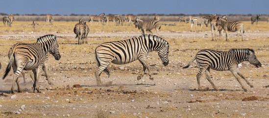 Plains zebra at waterhole in Etosha National Park.(Equus quagga)