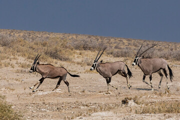 Gemsbok at waterhole, Etosha National Park
