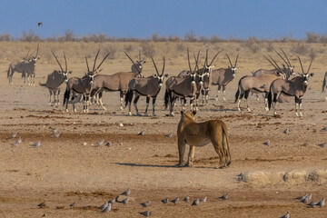 Lions hunting at the waterhole in Etosha National Park.