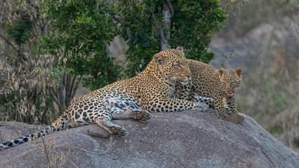 Africa, Tanzania, Serengeti National Park. Leopard mother and cub on boulder.
