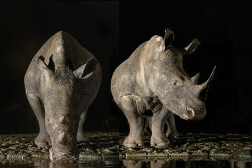 Fototapeta premium South Africa. White rhinos drinking at a waterhole at night.