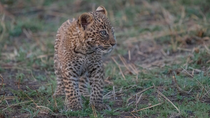 Africa, Tanzania, Serengeti National Park. Close-up of leopard cub.