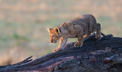 Africa, Tanzania, Serengeti National Park. Lion cub walking on log.