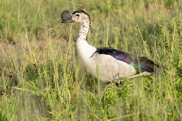 Africa, Tanzania. Portrait of a male knob-billed duck in the long grass.