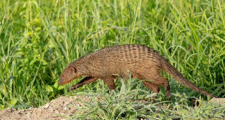 Africa, Tanzania. Portrait of a banded mongoose who is wet from the dewy grass.
