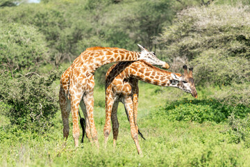 Africa, Tanzania. Two male giraffe fling their heads at each other to show dominance.