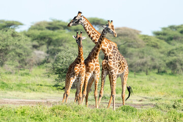 Africa, Tanzania. A group of male giraffes jostle for position before necking.