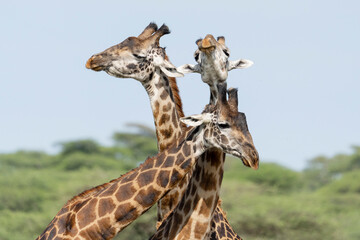 Africa, Tanzania. A group of giraffe jostle one another to show dominance.