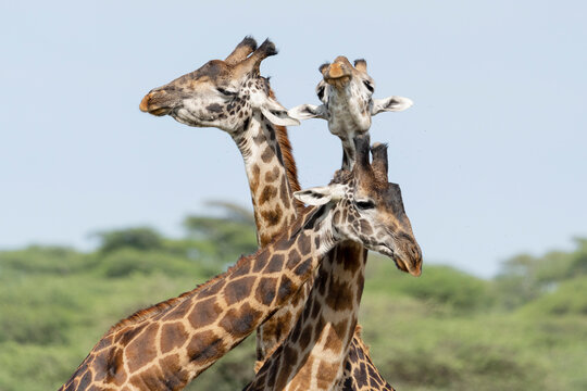 Africa, Tanzania. A group of giraffe jostle one another to show dominance.