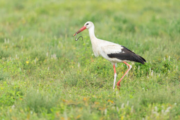 Fototapeta premium Africa, Tanzania. A white stork walks with a small grass snake in its bill.