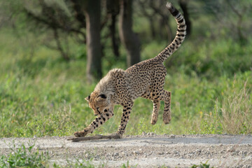 Africa, Tanzania. A young cheetah plays with a stick.
