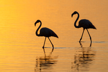 Africa, Tanzania. Two flamingos walks walk through the water lit up by the early morning sunrise.