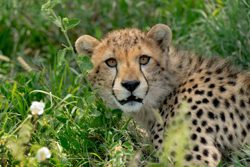 Africa, Tanzania. Headshot of a cheetah resting in the shade.