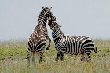 Africa, Tanzania. Twp zebras play fight.
