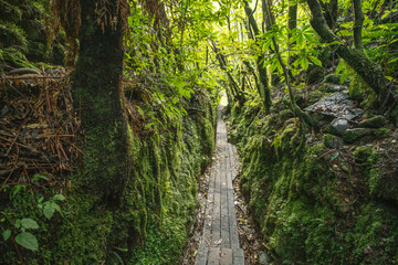 Obraz premium The Buller river flowing through the forest covered upper Buller Gorge near the longest suspension bridge in NZ