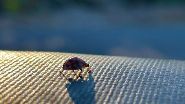 ladybug - Powered by Adobe