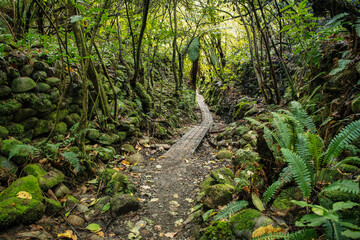 Fototapeta premium The Buller river flowing through the forest covered upper Buller Gorge near the longest suspension bridge in NZ