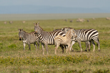 Africa, Tanzania. A group of zebra have a foal that is much lighter than normal.