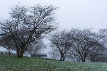 Obraz premium Bare trees on a frosty grass hill with empty benches create a serene and misty winter park scene