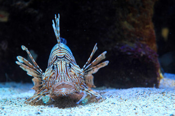 pez escorpión  pez cobra pez león pterois volitans aquarium de donosti san sebastian interior con peces tiburones mantas rayas país vasco 4M0A5047-as25 © txakel