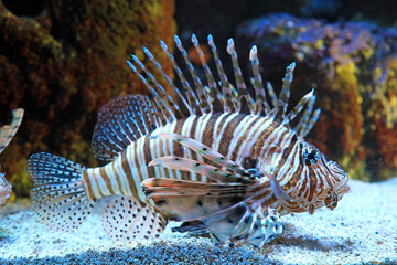 pez escorpión  pez cobra pez león pterois volitans aquarium de donosti san sebastian interior con peces tiburones mantas rayas país vasco 4M0A5051-as25 © txakel