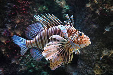 pez escorpión  pez cobra pez león pterois volitans aquarium de donosti san sebastian interior con...