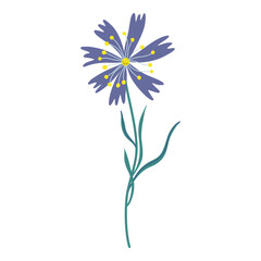 Cute cornflower. Wildflower isolated on transparent background. Stylized flower design emphasizes natural beauty and elegance. Hand drawn flat style vector illustration.