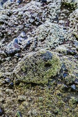 Close-up of numerous small barnacles clustered on dark rocks. Nature's intricate design. Piha,...