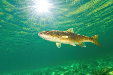Naklejka premium A fish is swimming in the water with the sun shining on it