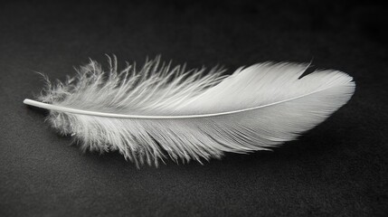 Obraz premium Delicate white feather on dark background highlighting soft texture