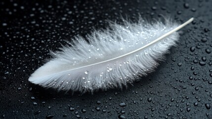 Delicate white feather with water droplets on black surface