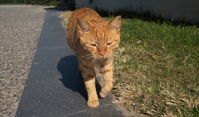 A very sad red-haired cat is walking down the street