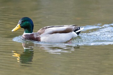 Close up of a Mallard duck (anas platyrhnchos) swimming in the water